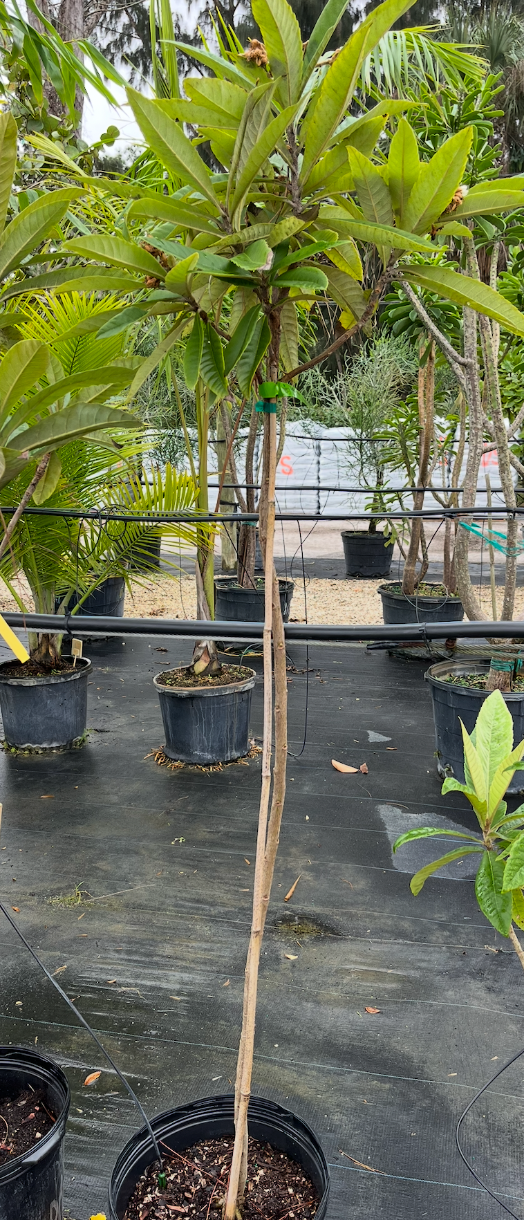 Loquat Macbeth 7G - Urban Abundance