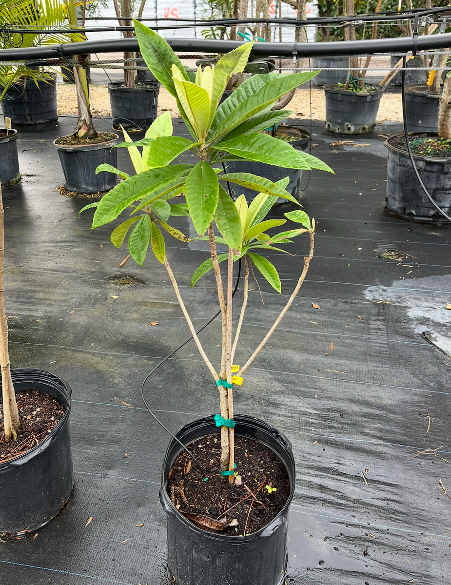 Loquat Christmas 7G - Urban Abundance