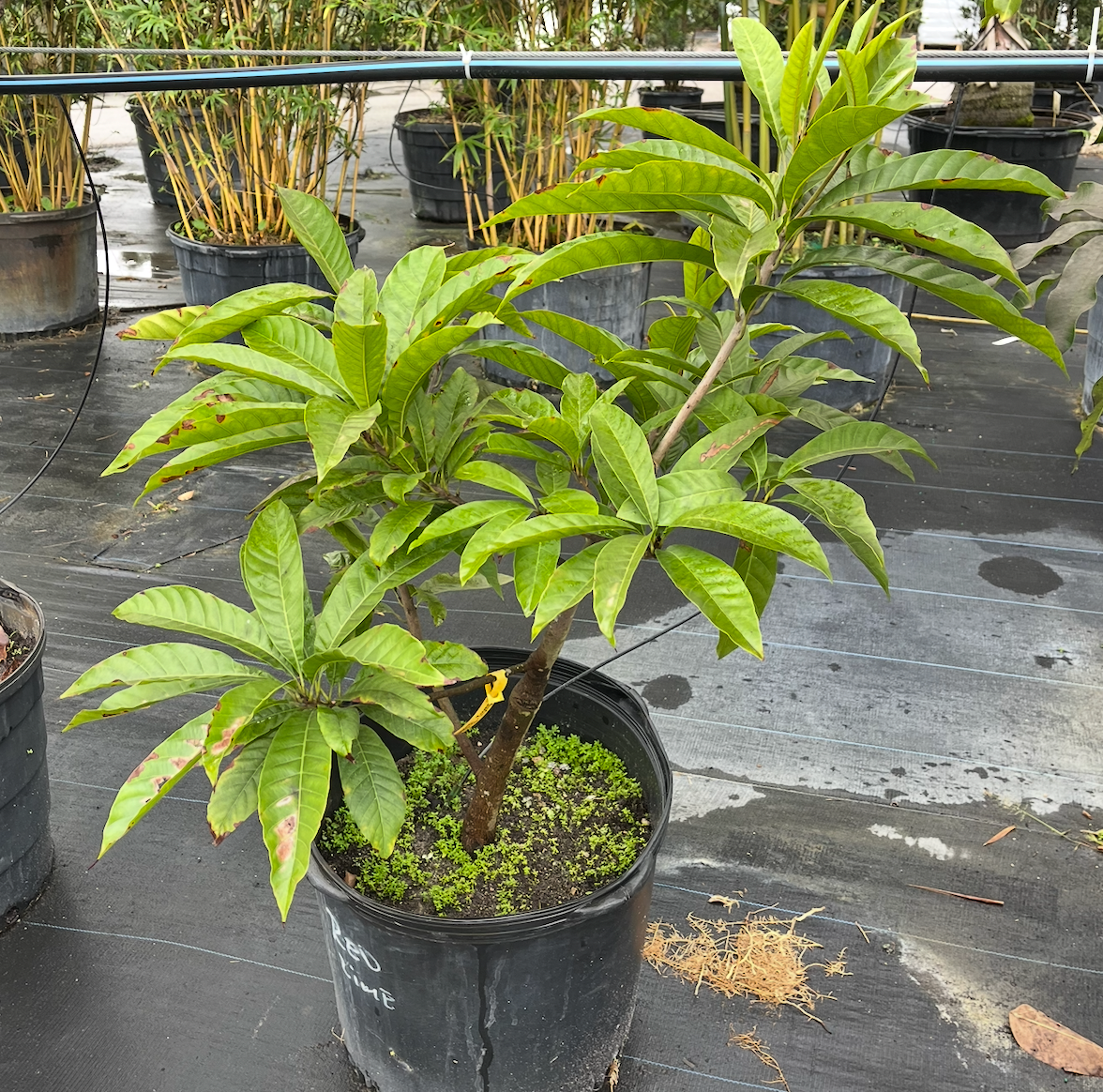 Canistel Trompo 15G - Urban Abundance