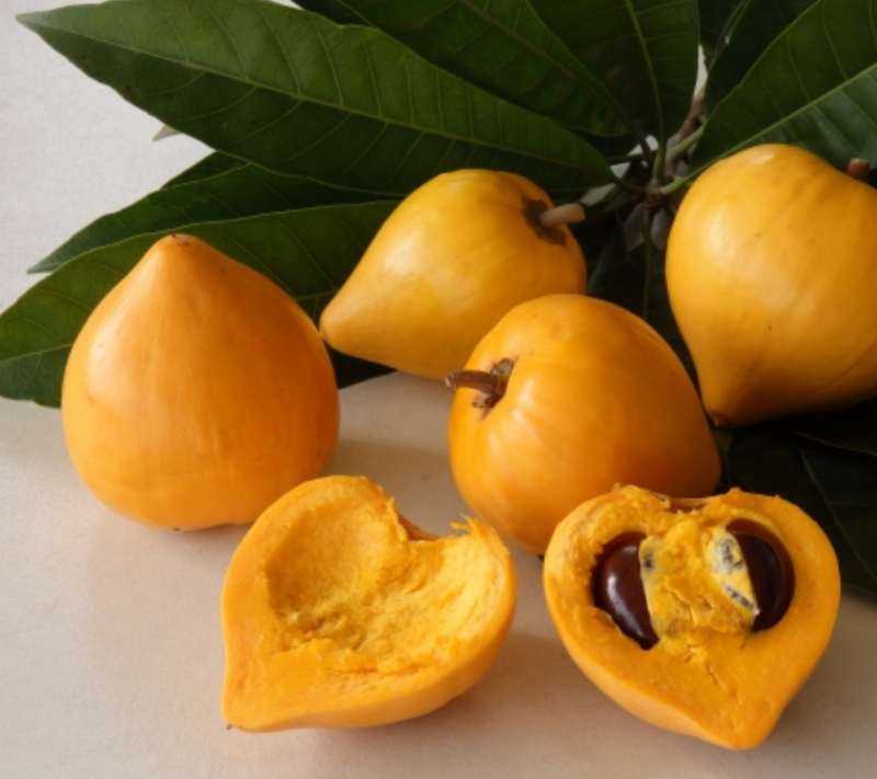 Canistel 15G - Urban Abundance