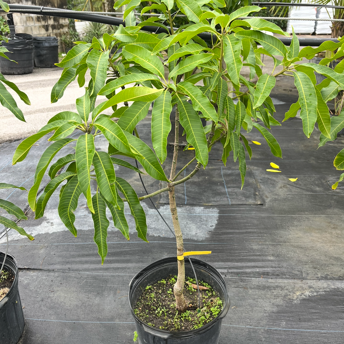 Creme Brûlée Mango Tree 7G - Urban Abundance