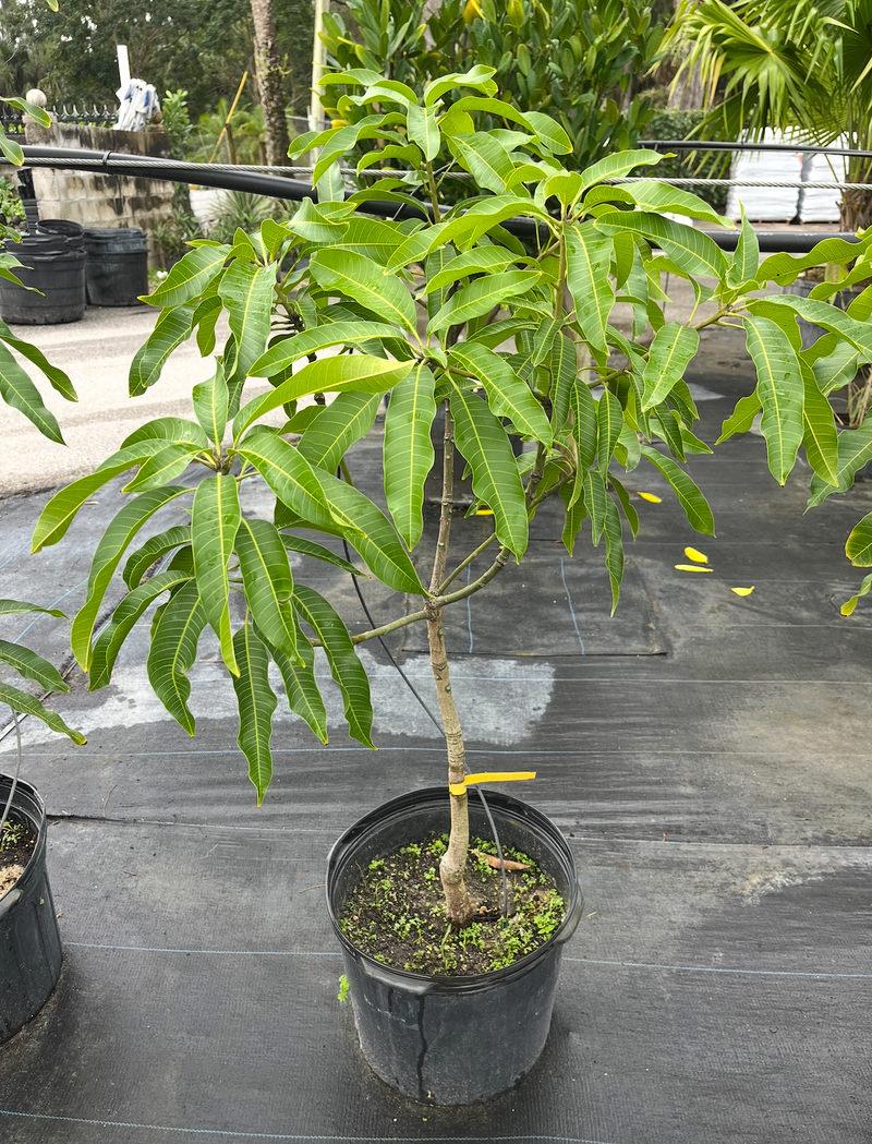 Creme Brûlée Mango Tree 7G - Urban Abundance