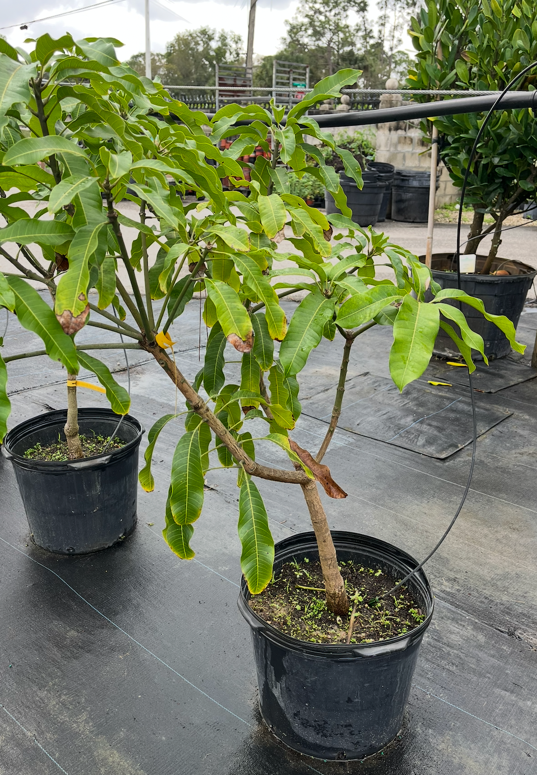 Diamond Mango Tree 7G - Urban Abundance