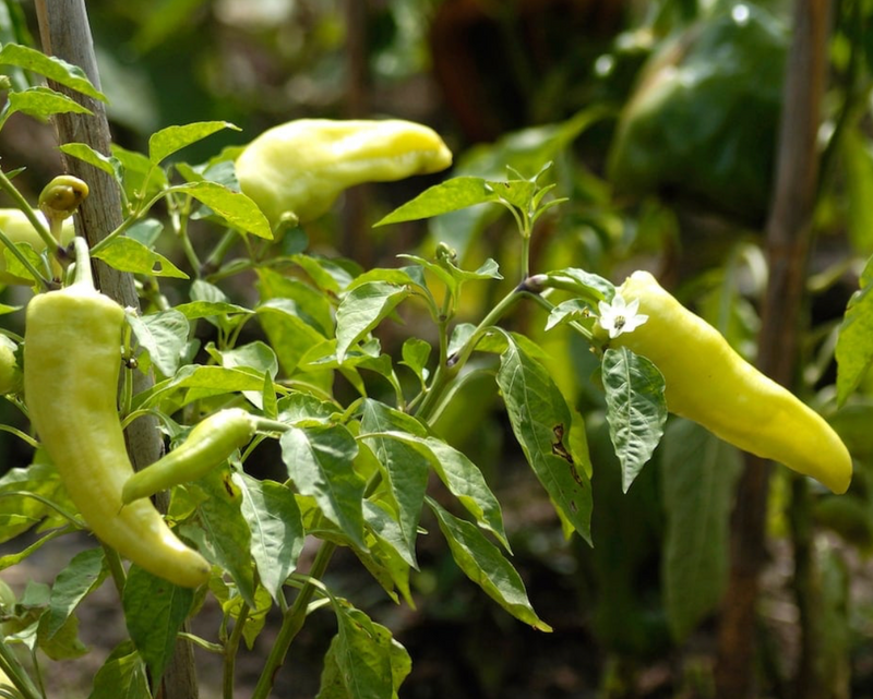 Cubanelle Pepper