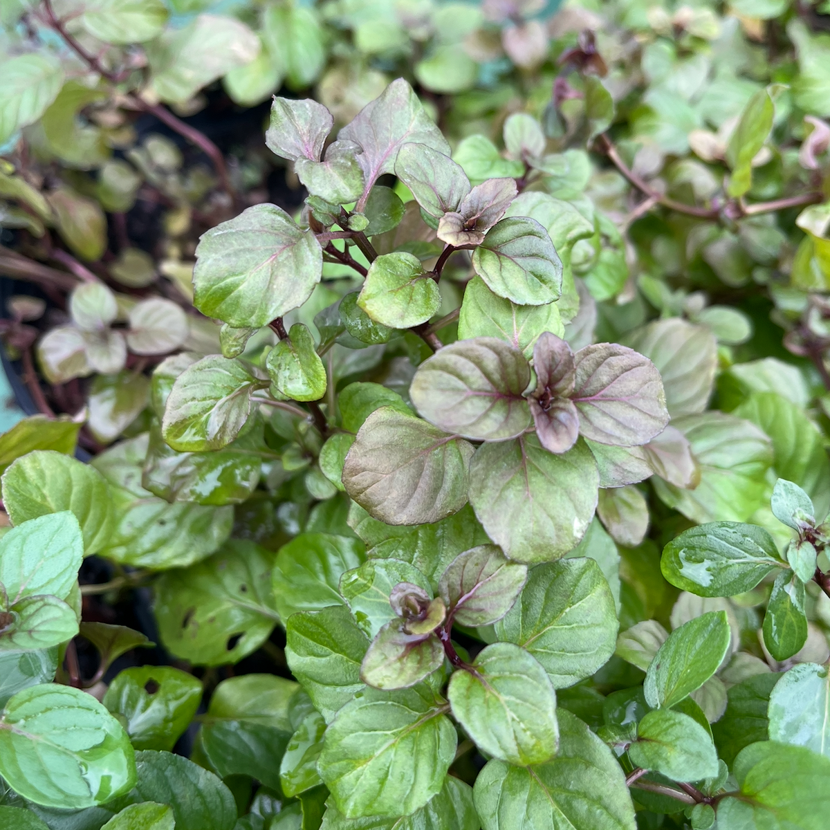 Orange Mint