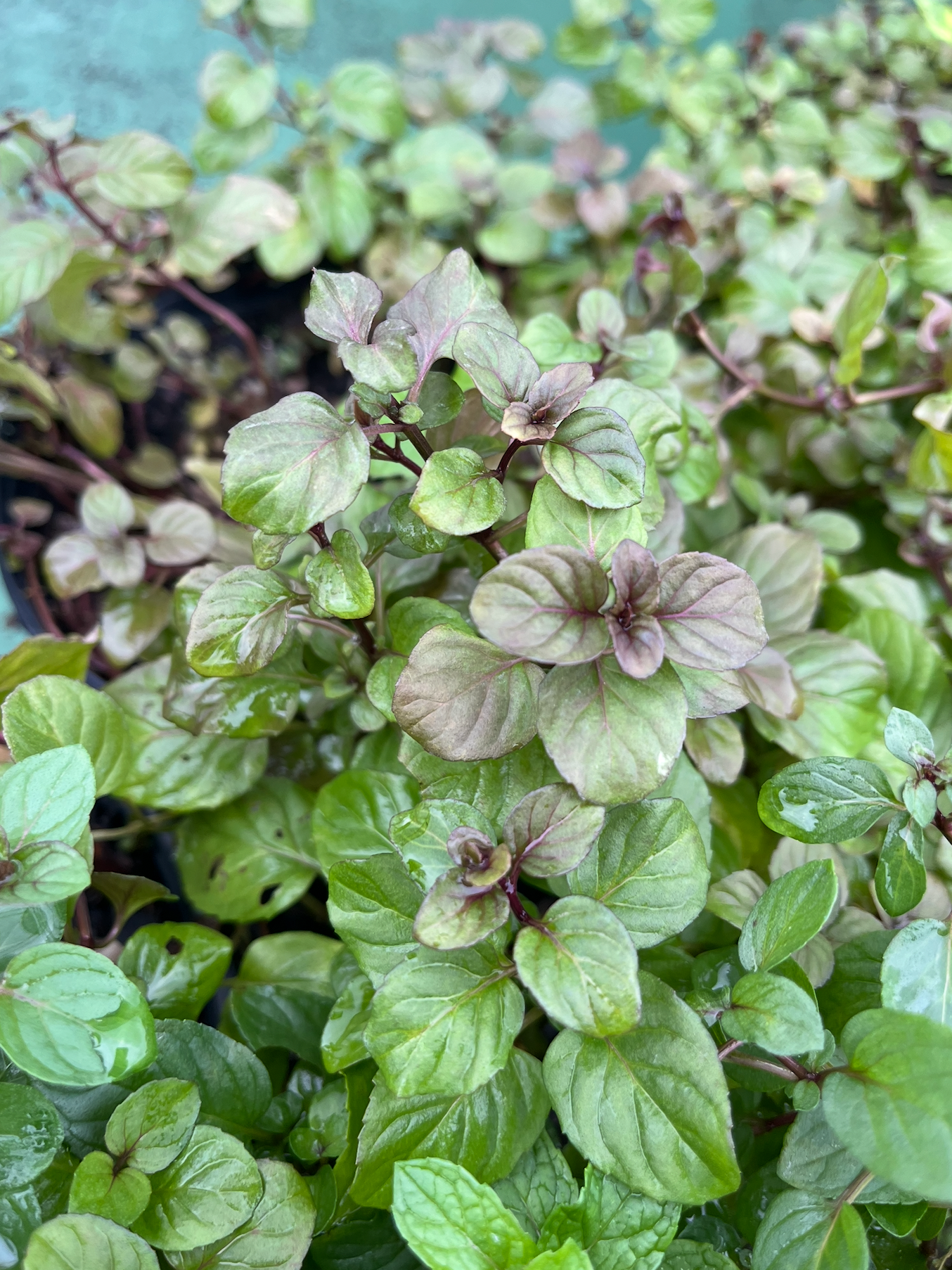 Orange Mint