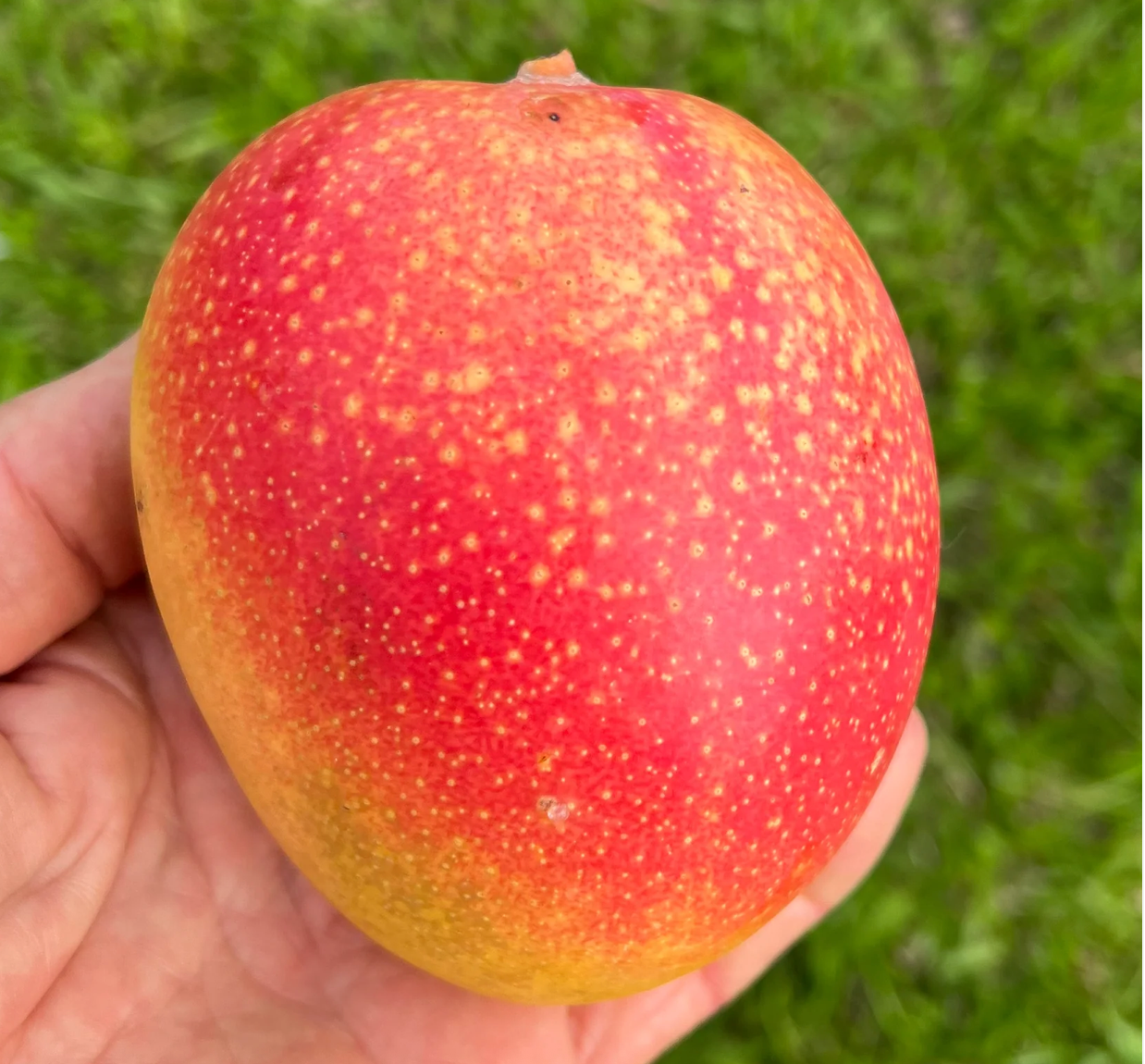 Super Alphonso Mango Tree 7G - Urban Abundance