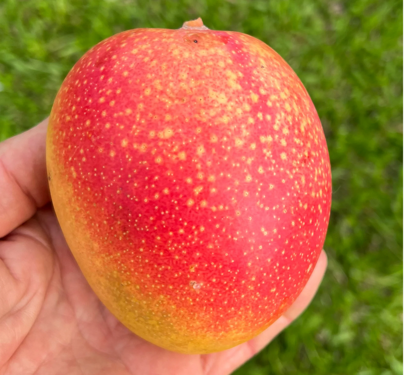 Super Alphonso Mango Tree 7G - Urban Abundance