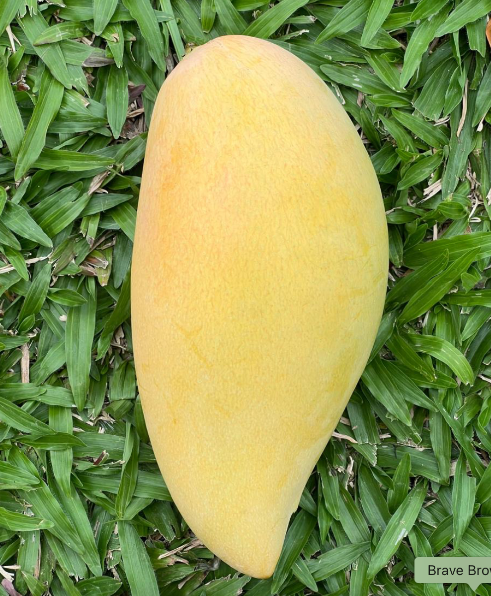 Nam Doc Mai Mango Tree 7G - Urban Abundance