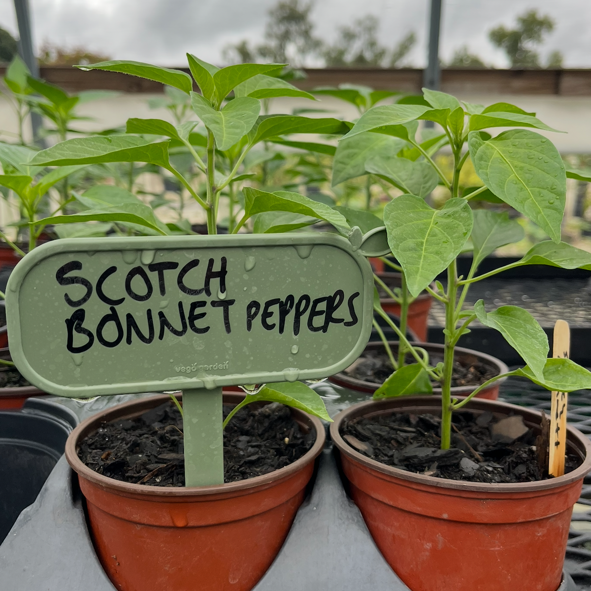 Scotch Bonnet Pepper