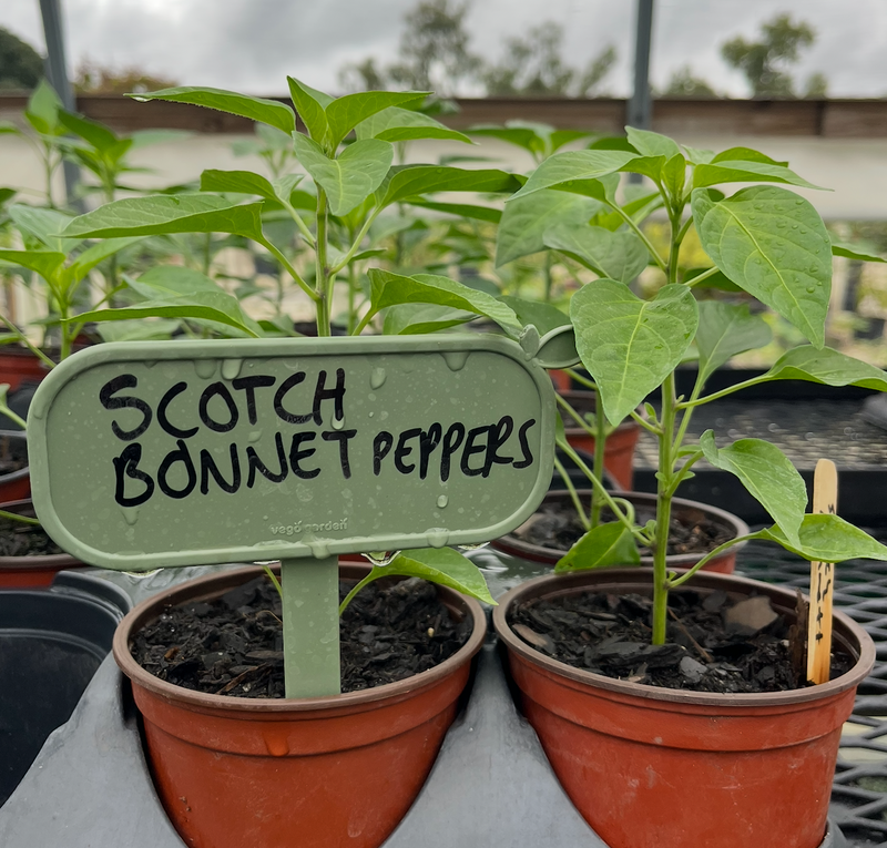 Scotch Bonnet Pepper