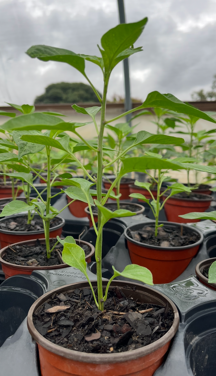 Scotch Bonnet Pepper