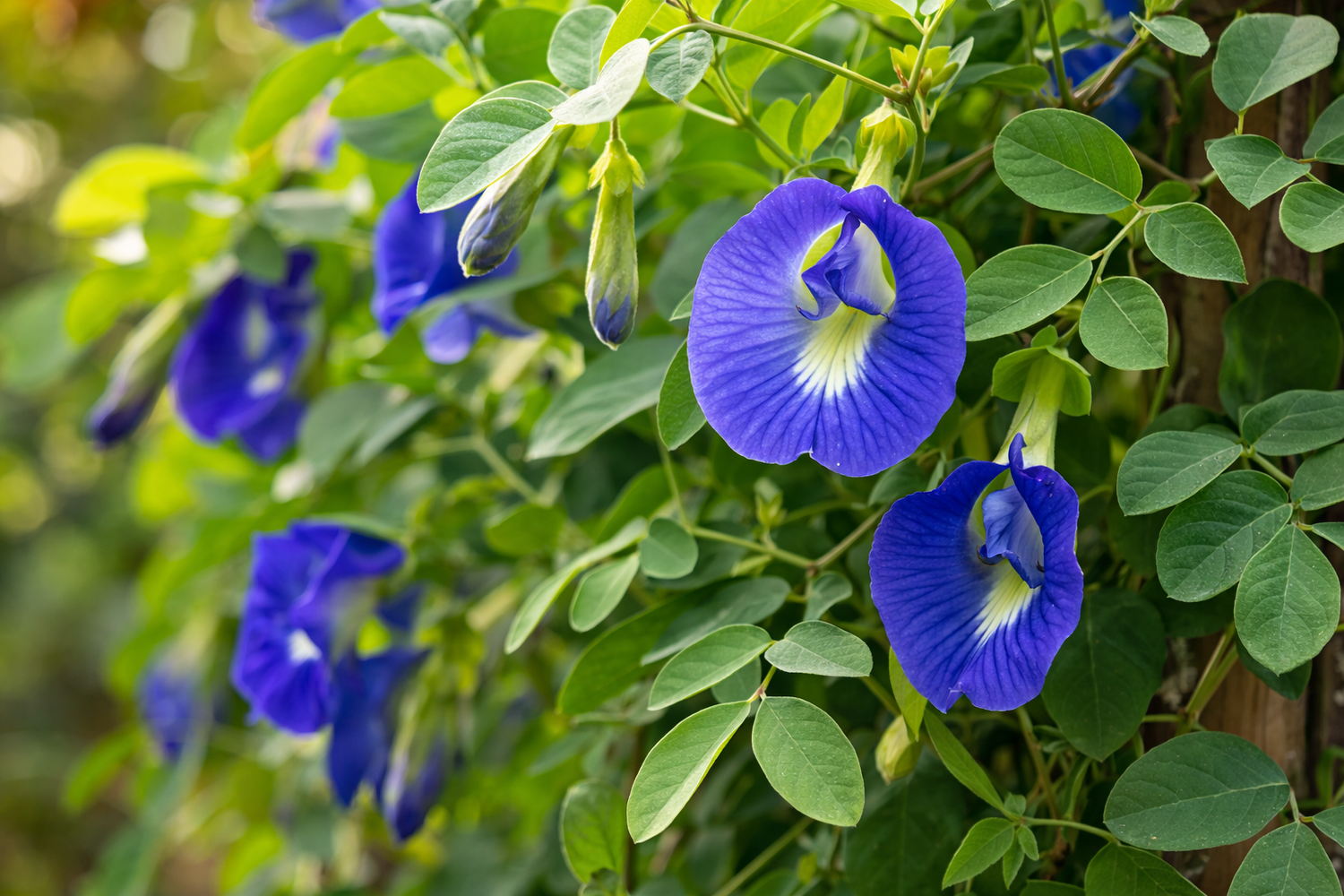 Butterfly Blue Pea Flower Vine