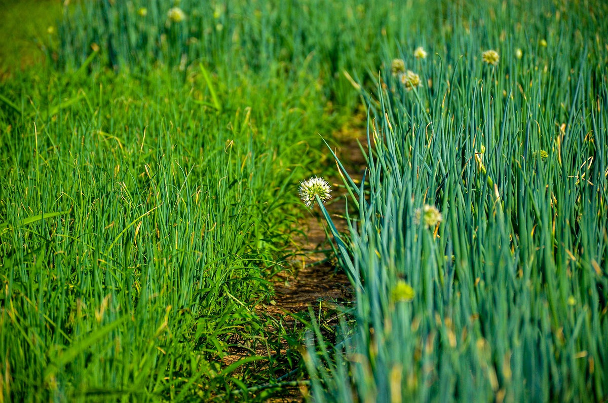 Scallions