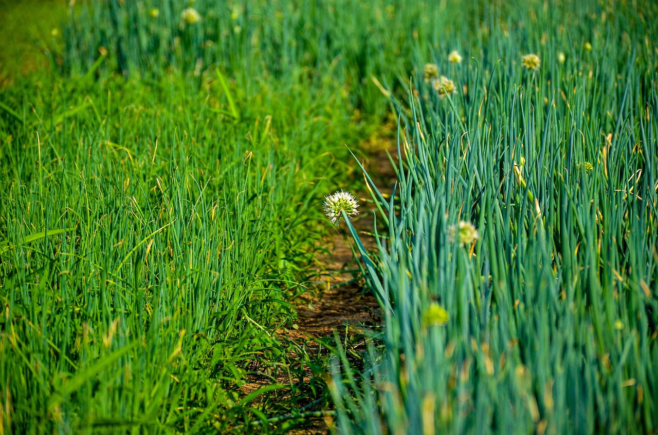Scallions